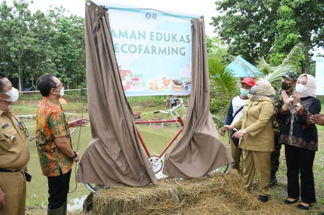 Plt Bupati Bangga Koltim Miliki Demplot Digital Ecofarming Padi Sawah Terintegrasi Peternakan Sapi